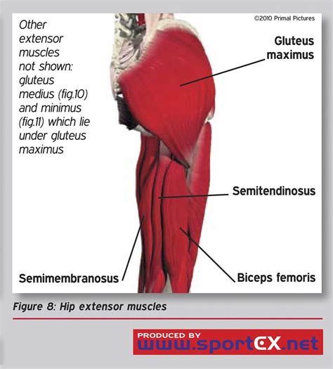 Hip extensor muscles | sportEX medicine 2011;47(Jan):7-11 | sportEX journals | Flickr