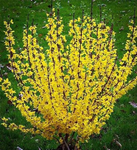 Forsythia 3-4' Pruning Forsythia, Forsythia Bush, Order Plants Online ...