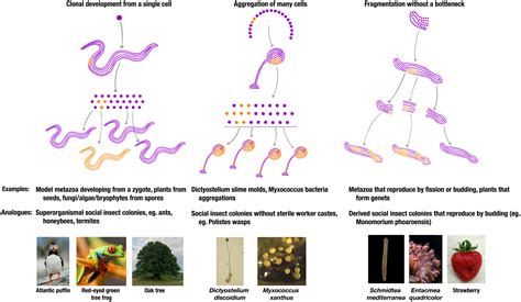 Multicellularity in animals: The potential for within-organism conflict ...