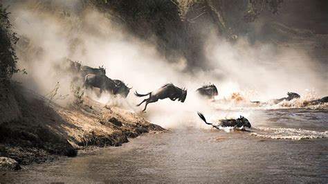 Wildebeest Migration Across the Serengeti: 8 Must-Have Items to Take