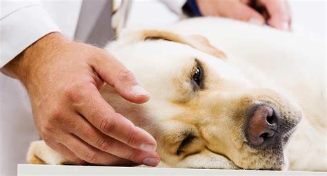 Pancreatitis in Labradors: Signs, Symptoms and Treatment