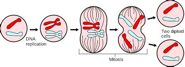 Cytokinesis Definition and Examples - Biology Online Dictionary