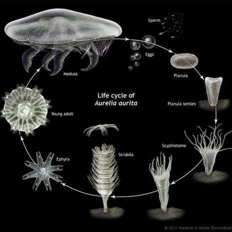 Moon Jellyfish Diagram