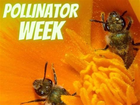 Pollinator Week | One Tam