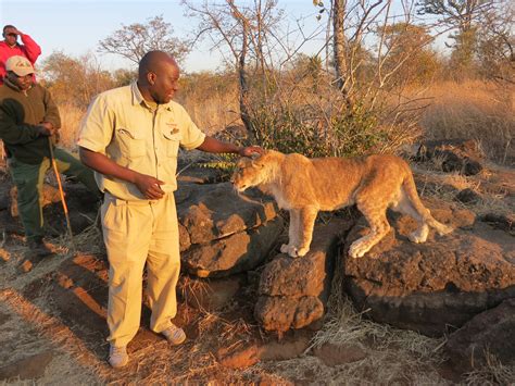 Is Zimbabwe's Lion Encounter a Misdirected Conservation Program?