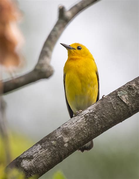 Prothonotary Warbler - Owen Deutsch Photography