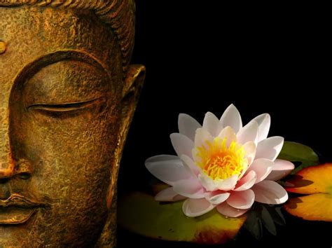 Buddha with Lotus – Imzaia World