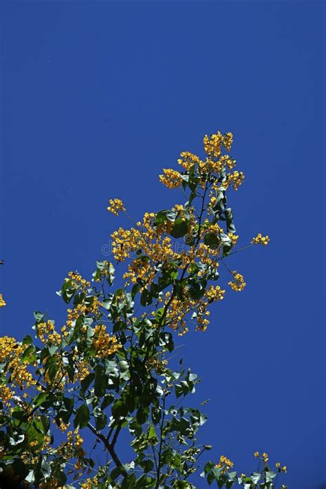 Burmese Rosewood or Angsana Flower Blooming Stock Image - Image of ...