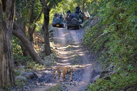 Trip of Jim Corbett National Park Ramnagar (Nainital) Uttrakhand. - Tripoto