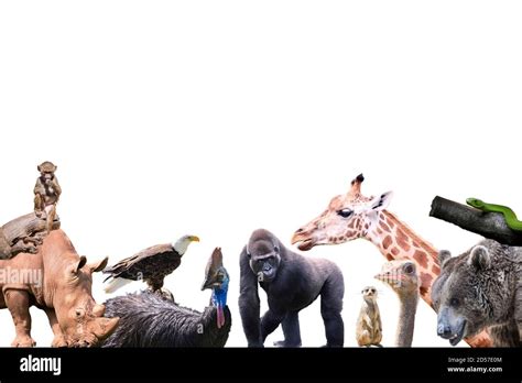 A large group of wild animals from the zoo on a white background. Wildlife concept Stock Photo ...