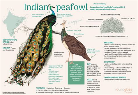 What is the difference between an Indian peafowl and a peacock?