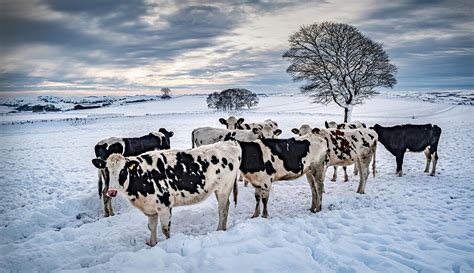 Wintery Weather: The Effect on Livestock | Coruba