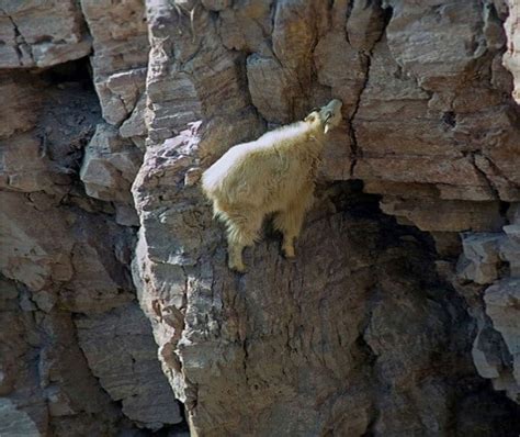 22 Photos That Prove Mountain Goats Are Crazy AF – Pulptastic