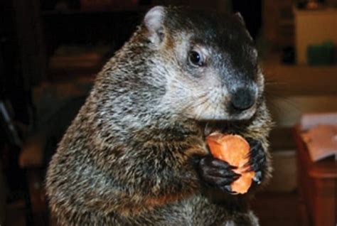 Groundhogs Chuck & Phil Forecast an Early Spring for 2019 | The Amboy ...