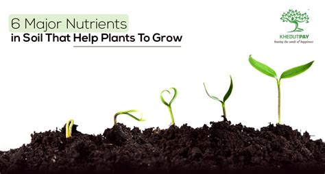 6 Major Nutrients in Soil That Helps Plants To Grow