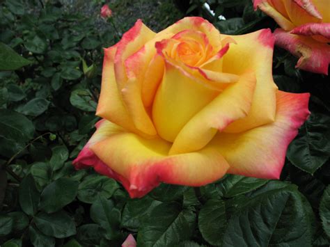 Yellow Blend Rose Free Stock Photo - Public Domain Pictures