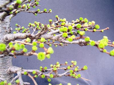 MiKo Bonsai: Larches in Spring