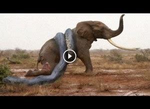 Anaconda attack on elephant