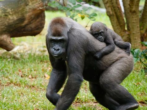 Uganda Gorilla Trekking Tour | Women Traveling the World