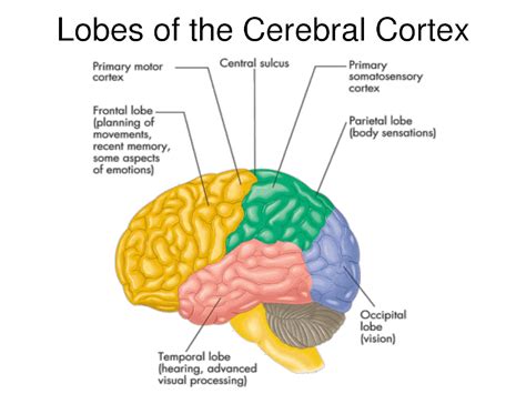 Researchers study the link between malformations of the cerebral cortex and the occurrence of ...