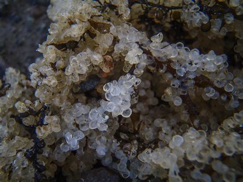 The Beauty Of Herring Roe Photograph by Roxy Hurtubise - Fine Art America