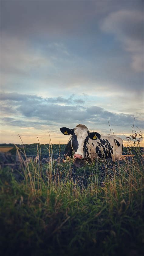 Boo moo, animal, country life, countryside, cow, rural, HD phone wallpaper | Peakpx