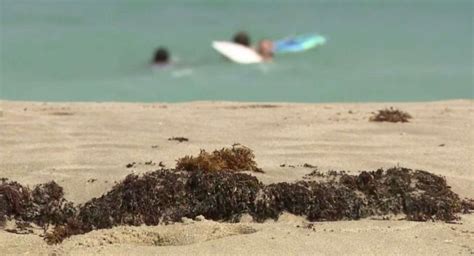 Massive seaweed bloom headed to Florida is a mystery to scientists ...