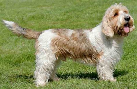 Petit Basset Griffon Vendeen (PBGV) - Hound Dog Breed Information and Images - France - K9RL