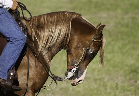 Domesticated Horse during Show Stock Photo - Image of meadow, farmland ...