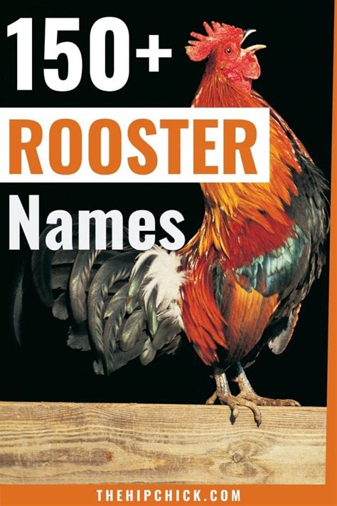 Over 150 Awesome Rooster Names for Your Male Chicken - The Hip Chick