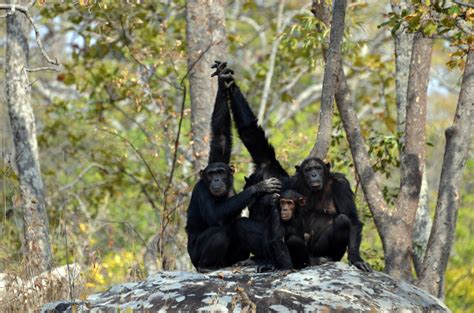 Global change: a tight squeeze for African great apes - Inside Ecology