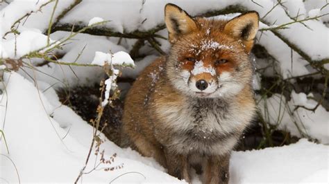 Animals Fox Hiding Snow Animal Full HD Wallpaper for High resolution