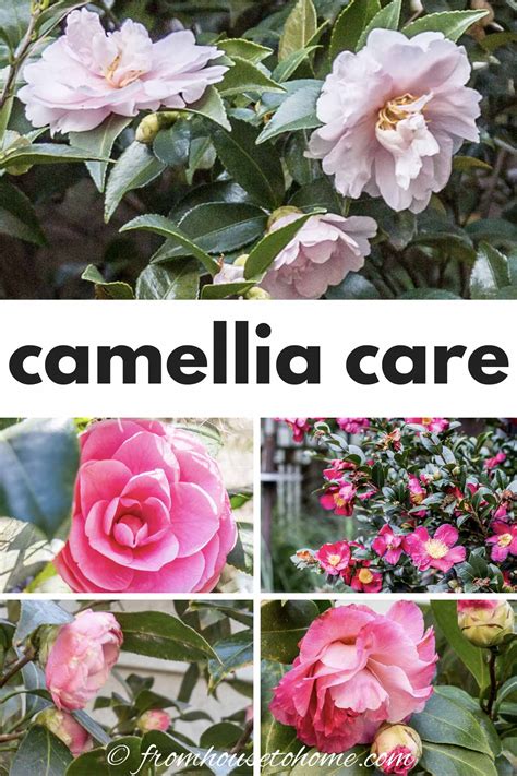 Camellia Care Guide (How to Grow Gorgeous Camellias In Your Garden)