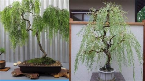 How to grow weeping willow bonsai tree - YouTube