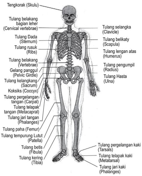 Pelajaran IPA Kelas 5 SD, Tulang Rangka Manusia | Pelajaran SD Kelas 1 ...