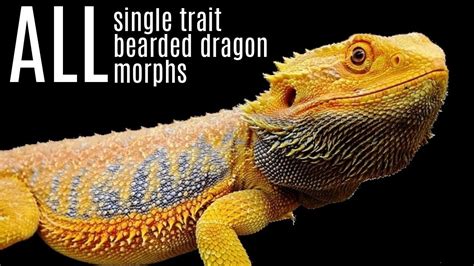 ALL Bearded Dragon Morphs | All Single-trait Bearded Dragon Morphs ...