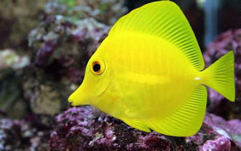 tang, Tropical, Fish, Ocean, Sea, Underwater Wallpapers HD / Desktop ...