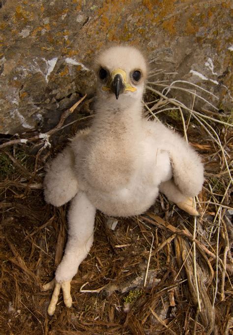 Baby golden eagle survives Utah's Dump wildfire - The Salt Lake Tribune