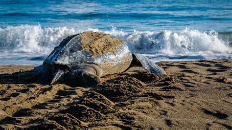 Leatherback Sea Turtle Habitat