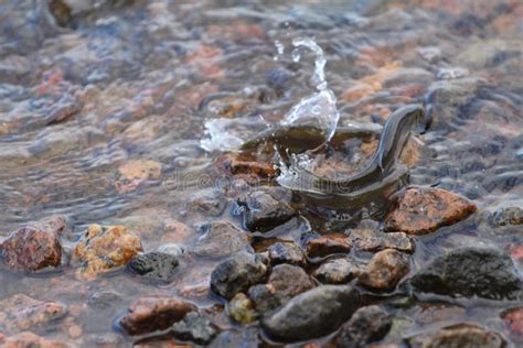 Bleak fish stock photo. Image of freshness, bleak, alburnus - 33476628