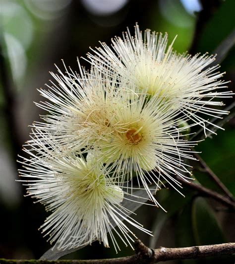 Syzygium jambos, Singapore 12Dec09 BushPhoto | Syzygium jamb… | Por: aviac | Flickr - Photo ...