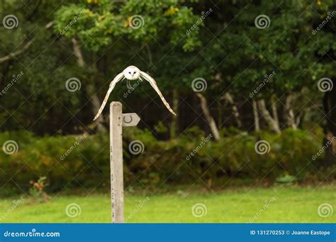 British Barn Owl in flight stock image. Image of english - 131270253