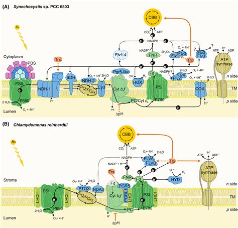 Regulatory electron transport pathways of photosynthesis in ...