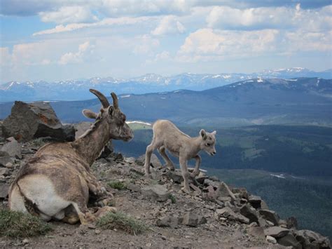 Wildlife at Yellowstone National Park | Nonstop from JFK