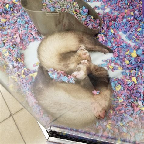 The S these ferrets made while Sleeping : r/mildlyinteresting