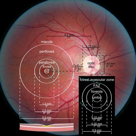 Optometry education, Basic anatomy and physiology, Optometry