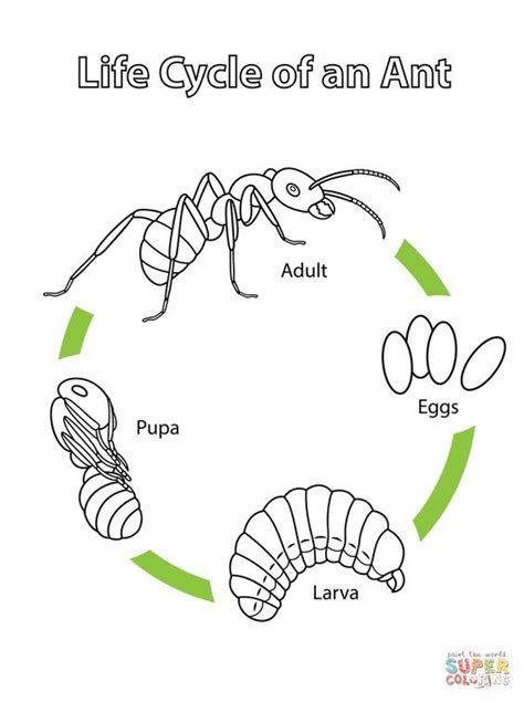 Life Cycle of an Ant | Super Coloring | Life cycles, Ants, Insects ...