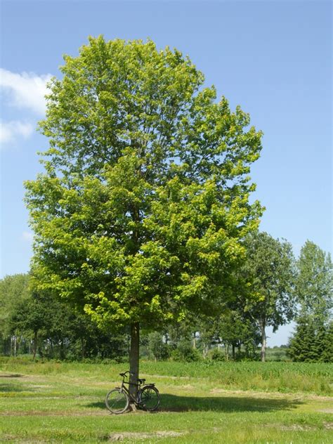 Acer saccharinum 'Pyramidale' | Acer saccharinum 'Pyramidale' - Van den ...