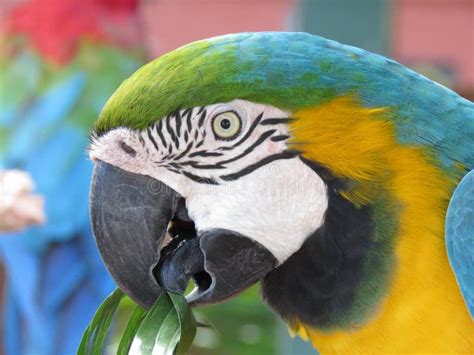 Blue and Green Macaw Portrait Stock Image - Image of nature, blue: 110644847