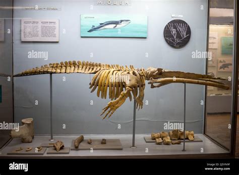 Skeleton of an ancient whale in the museum Stock Photo - Alamy